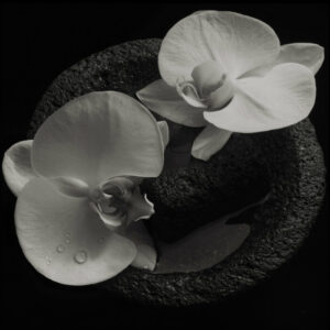 Mike Patton, Jean-Claude Vannier – Corpse Flower