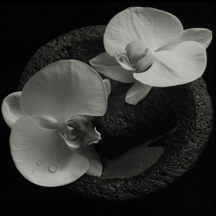 Mike Patton, Jean-Claude Vannier – Corpse Flower