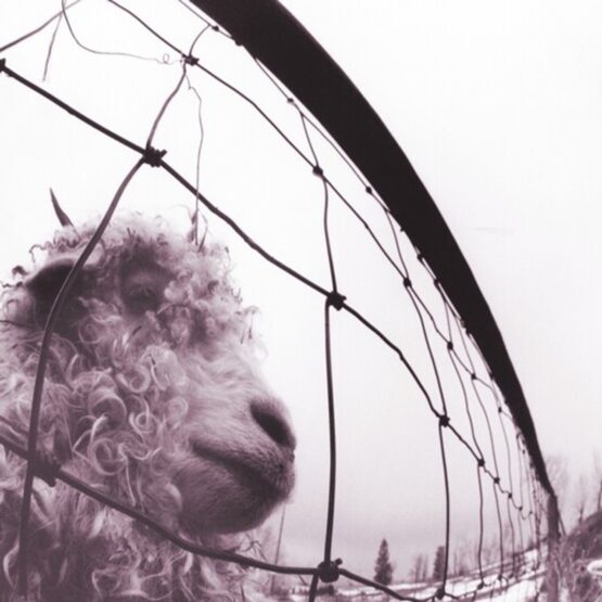 Pearl Jam – Vs. (30th Anniversary 2LP)